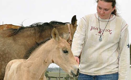 Dior the buckskin filly has been returned safe and sound to Chaianne Mackay. Dior the buckskin filly has been returned safe and sound to Chaianne Mackay.